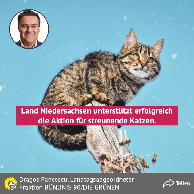 Aktion streunende Katzen